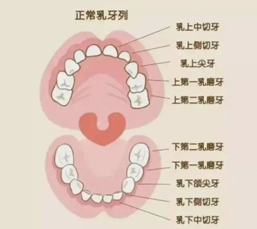 28颗牙齿名称图片及编号大全：一文看懂牙齿位置分布及标准编号