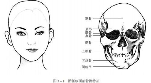 面部轮廓骨骼示意图