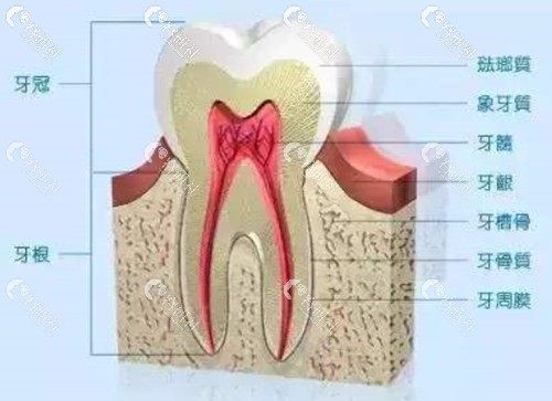 牙齿和牙槽骨的关系