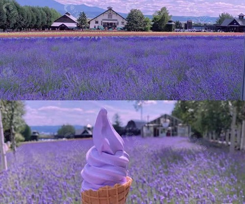 韩国HANI薰衣草庄园的紫色冰淇凌