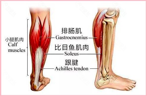 影响腿部力量的功能划分示意图