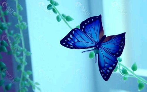 蝴蝶阴类似于蝴蝶的形态