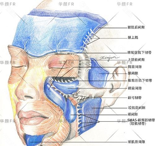 面部解剖层次结构