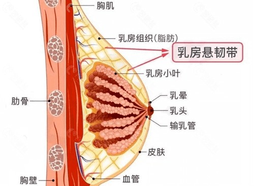 人工韧带乳房提升术是什么?