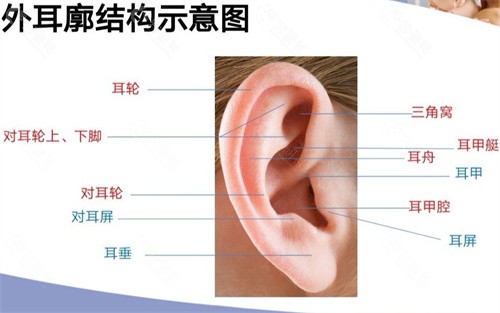 不同耳畸形做耳再造价格是多少？