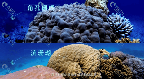 珊瑚骨原始形态