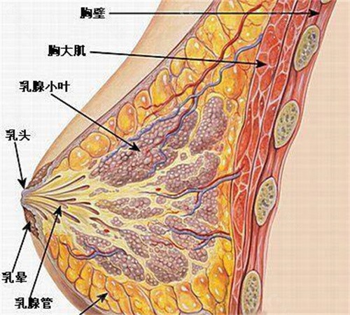 crt丰胸手术价格是多少？来对比crt丰胸手术价格和假体隆胸价格区别