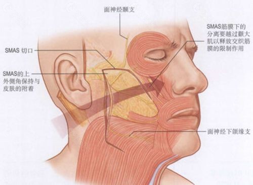 面部解剖结构