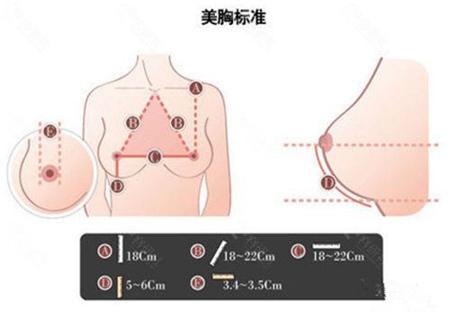 美胸标准