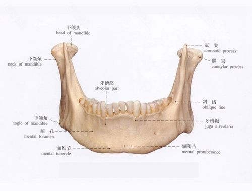 下颌角部位结构