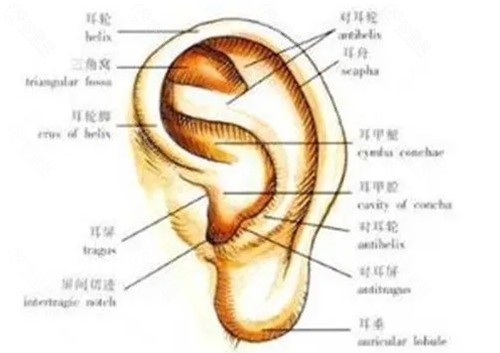 合肥做耳朵畸形矫正价格表