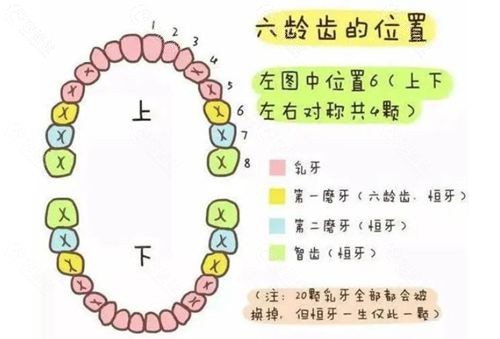 牙齿28颗示意图