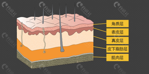 韩国必当归医院拉皮手术作用层次