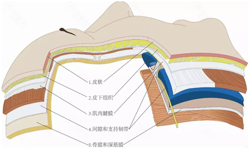 面部的层次