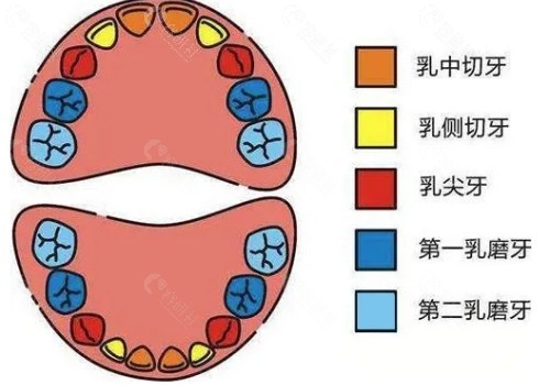 小孩乳牙位置