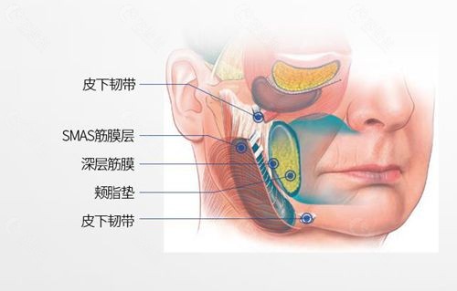 韩国梦想整形外科医院拉皮手术层次