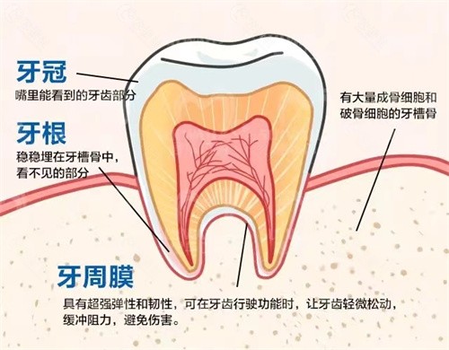 牙烂了做根管治疗流程是什么？