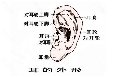 耳朵的各组成部分