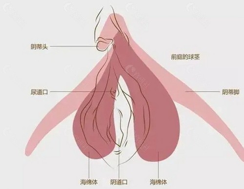 不同地区女性私密整形好的医院
