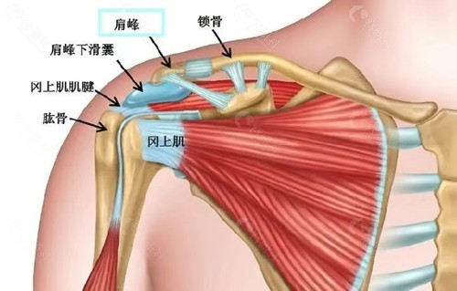 玻尿酸打直角肩可维持多久