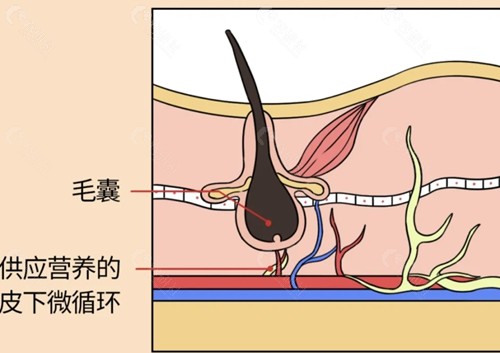哈尔滨碧莲盛植发好吗