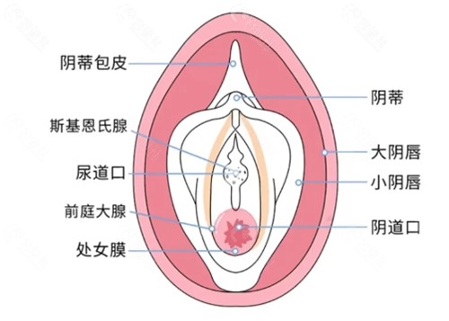 韓國崔翔婦科醫院做女性私密好吗