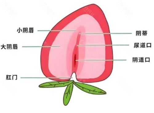 常德私密整形好的医院介绍，伊丽莎白、德美、曹家女性缩阴修复手术有特色