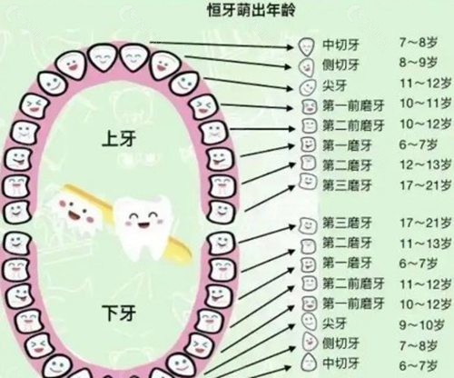 28颗牙齿的四大分类与名称详解 28颗牙齿的四大分类与名称详解