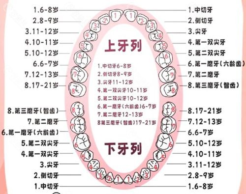 通用牙位编号系统(FDI两数字记录法) 通用牙位编号系统(FDI两数字记录法)